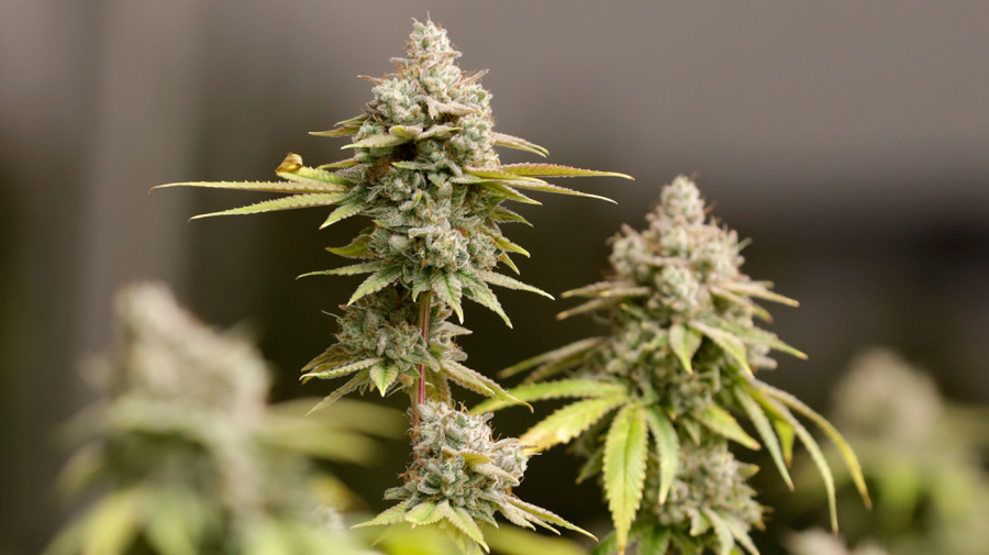 Marijuana is declining in popularity due to its genuinely harmful effects.