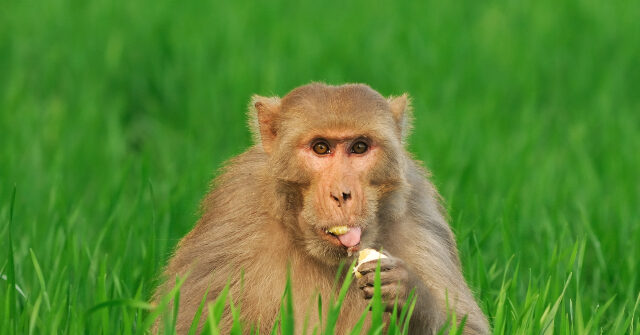 Mississippi Mother Claims She Accidentally Shot Missing Lab Monkey