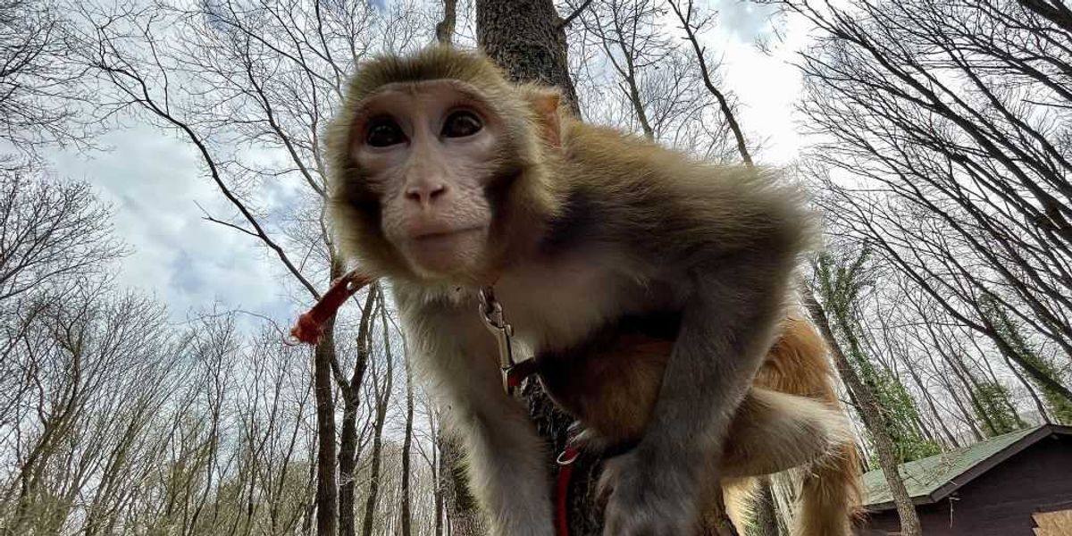 Mother of five and pastor fatally shoot escaped monkeys; officials give update on urgent search for the animals