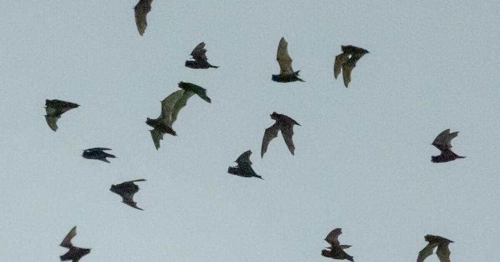 Officials report the second-highest count of rabid bats ever noted in L.A. County.