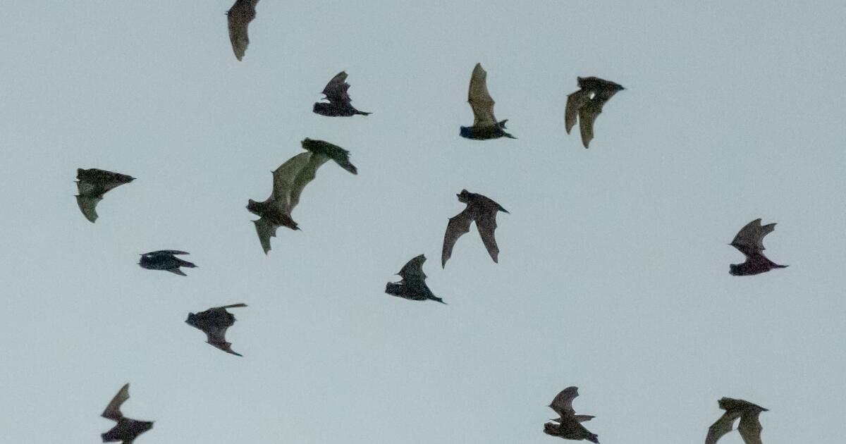 Officials report the second-highest count of rabid bats ever noted in L.A. County.