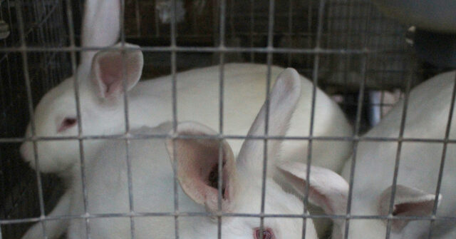 PETA Submits Complaint to NIH After Learning About Inhumane Rabbit Tests