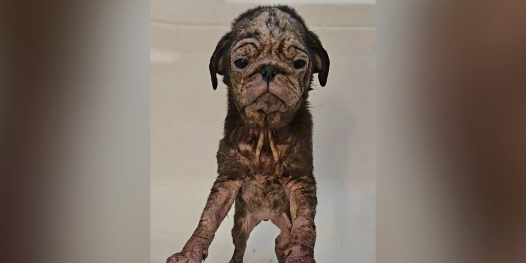 Pink Puppy With Wrinkled Skin Has Remarkable Change After Finding Love