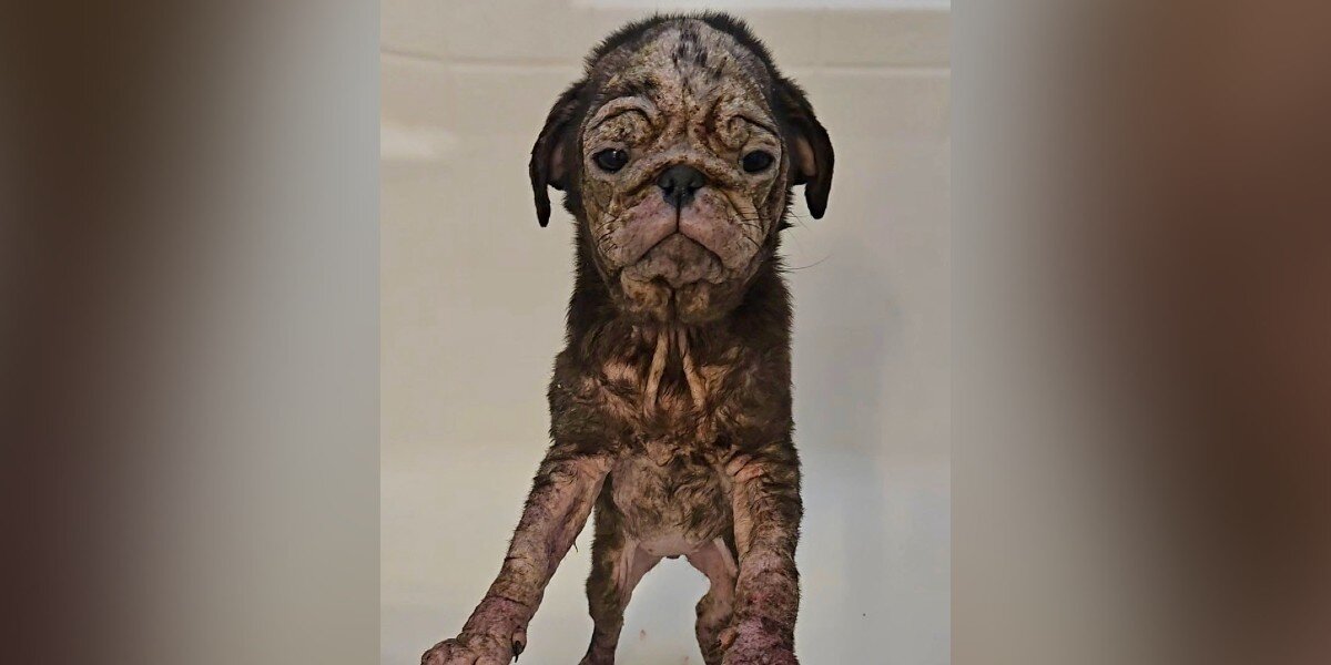 Pink Puppy With Wrinkled Skin Has Remarkable Change After Finding Love