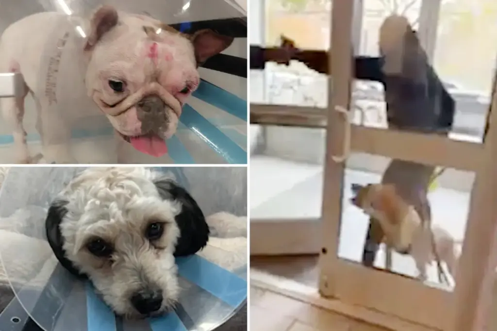 Pit bulls in NYC attack three puppies over a few months, causing fear among pet owners
