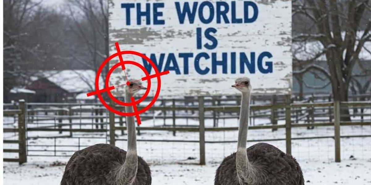 Planned killing of hundreds of ostriches by the government will move forward