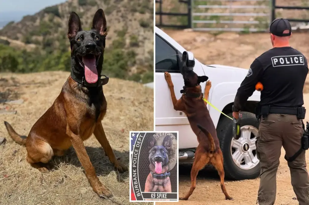 Police officer shoots and kills man after he attacks their police dog.