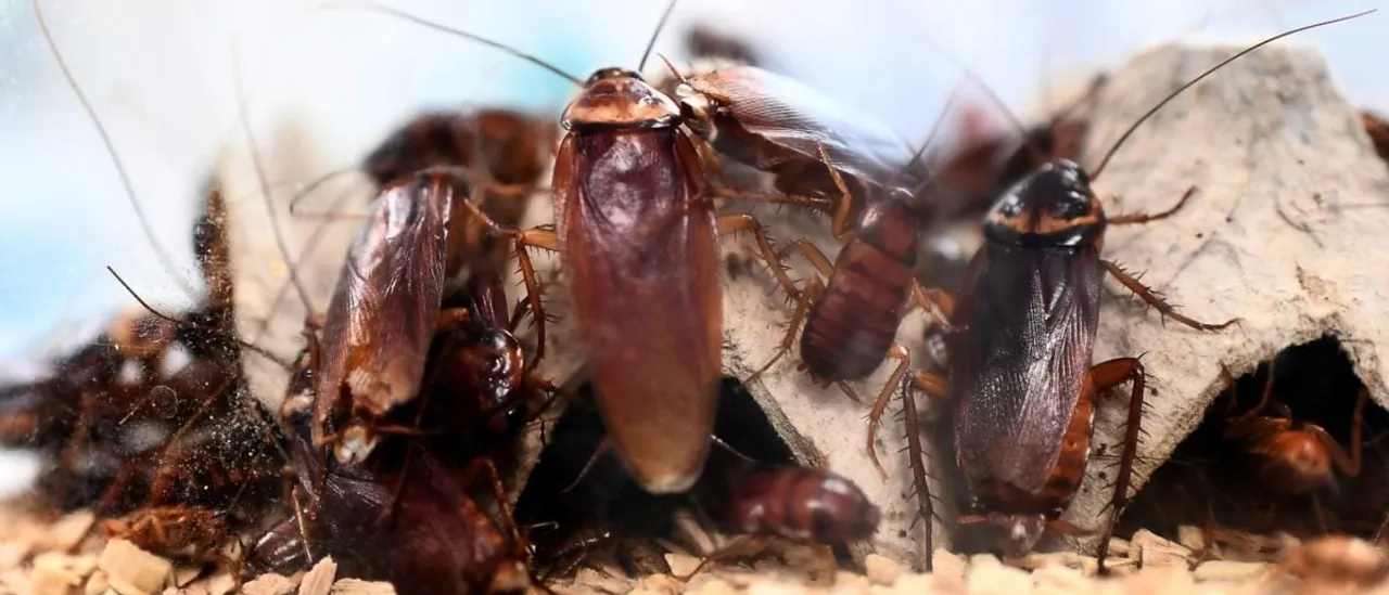 Producer Reportedly Let Go After Sharing Cartoon That Compares Jews to Scheming Cockroaches