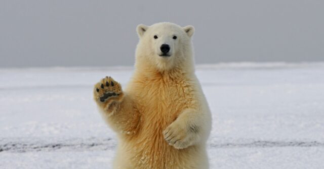 Quiet from Climate Doomsayers as Debated Study Suggests Potential New Ice Age