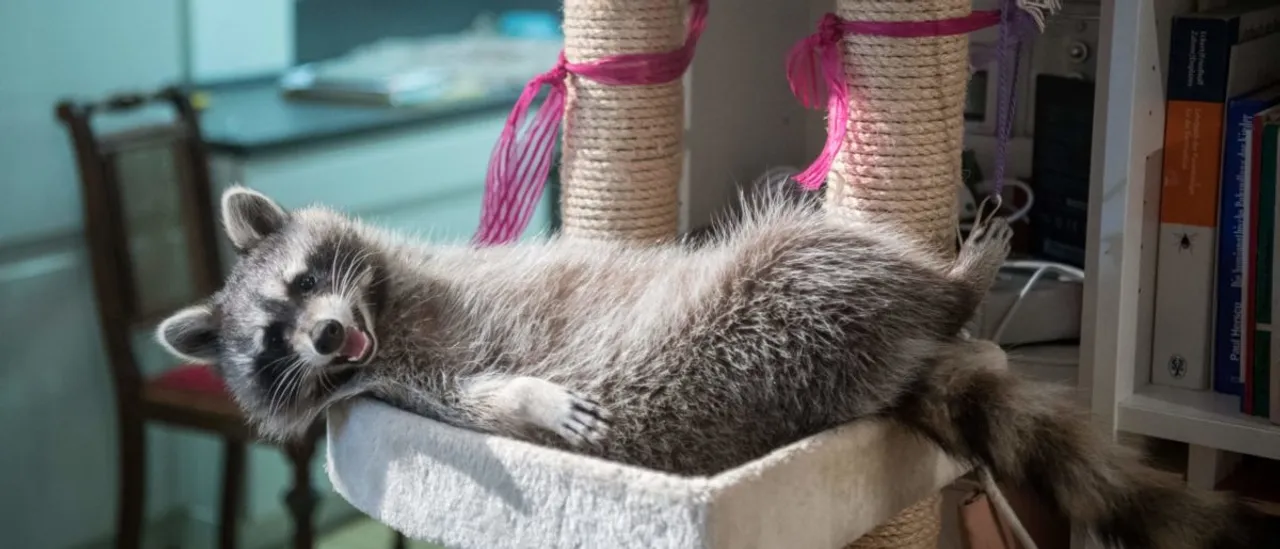 Raccoons Are Developing Into House Pets, Researchers Confirm