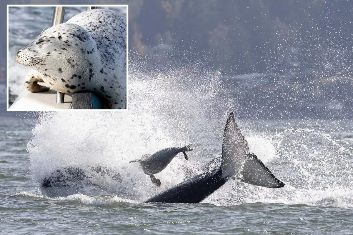 Seal avoids being hunted by an orca by leaping onto a photographer's boat.