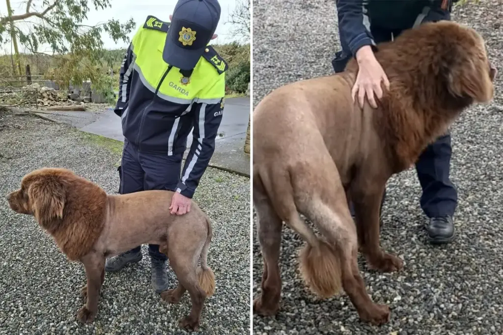 Solo 'lion' spotted in Ireland, leading to police investigation, was actually a dog with a new haircut, according to authorities.