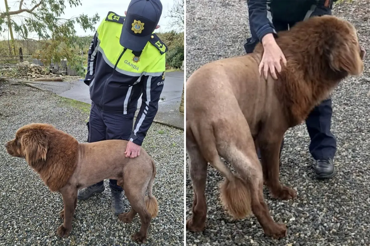 Solo 'lion' spotted in Ireland, leading to police investigation, was actually a dog with a new haircut, according to authorities.