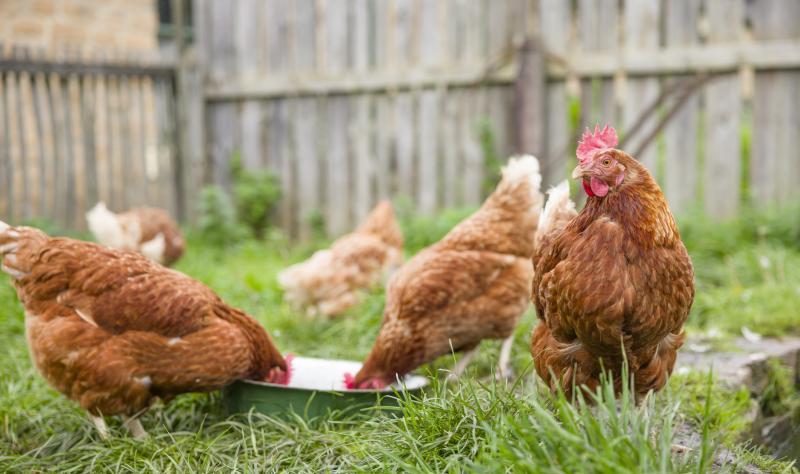 State officials confirm death of a patient infected with H5N5 avian flu