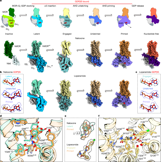 Structural images reveal nucleotide release at the μ-opioid receptor
