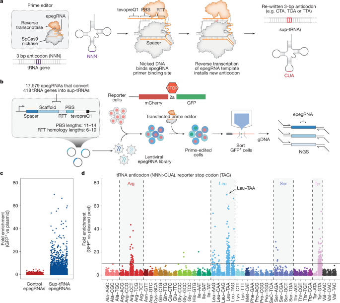 Suppressor tRNAs installed for prime editing in versatile genome modification