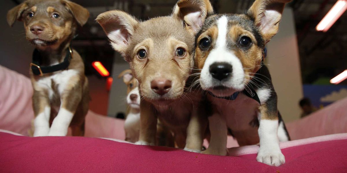 The Associated Press faces backlash online for criticizing pet owners about climate change.