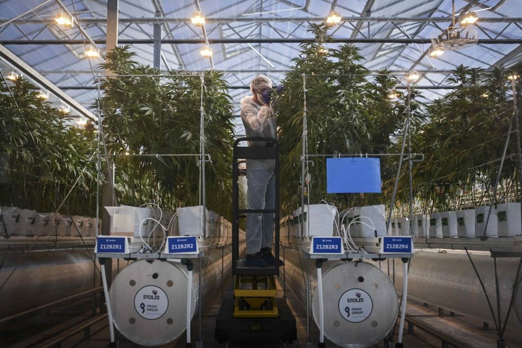 Tilray Drops Significantly Before a 1-for-10 Reverse Stock Split. Here's What to Understand