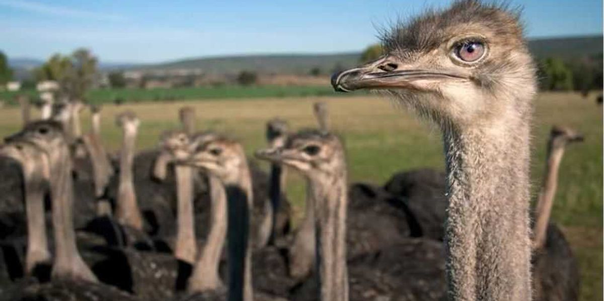 Tragedy at Universal Ostrich Farms: Canada slaughters hundreds of birds with no proof of avian flu.