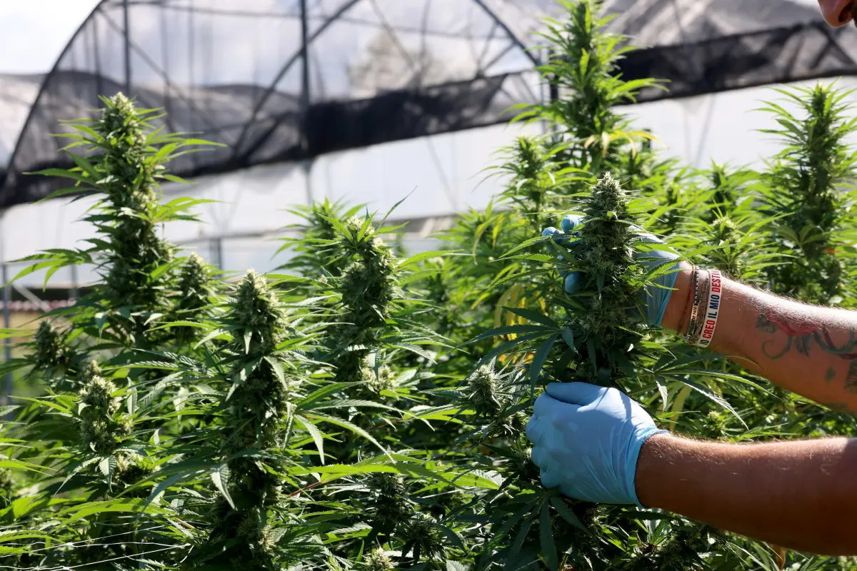 Trump's 'hemp ban' stopped hidden legal marijuana &mdash; despite cries from the cannabis sector.