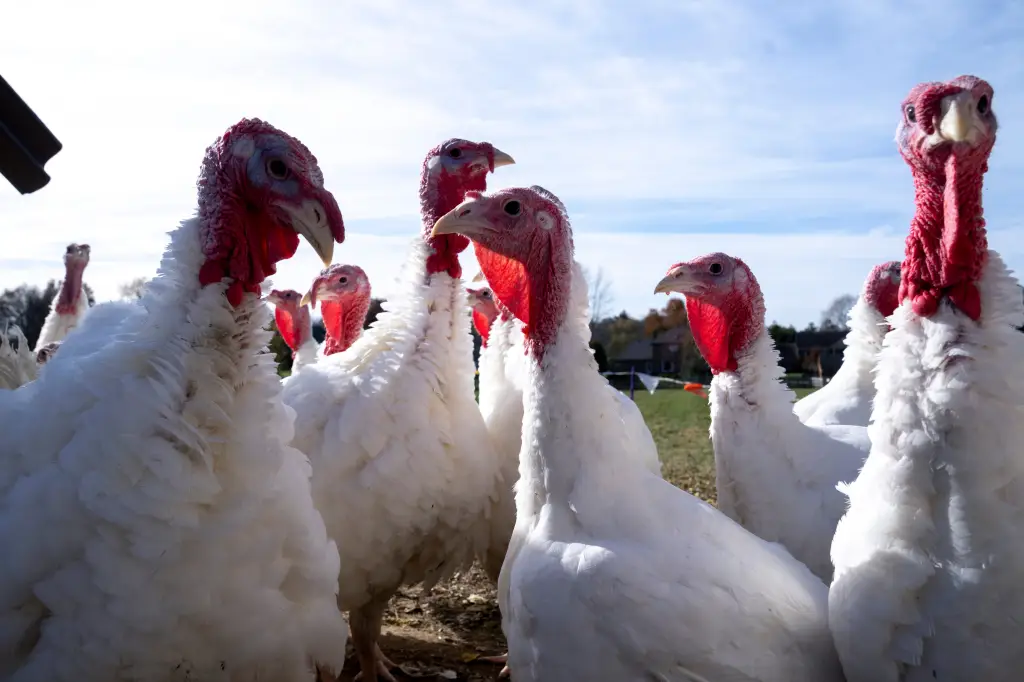 Turkey's population hits a 40-year low as wholesale prices rise by 40 percent, reports indicate.