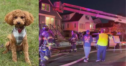 Two-Year-Old Mini Goldendoodle Rescues Family from Fire