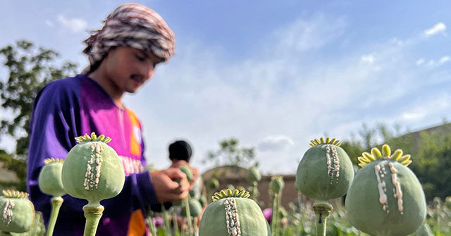 U.N. Reports 20 Percent Decrease in Opium Farming in Afghanistan