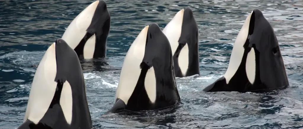 Video Captures Orcas Turning Over and Cutting Open Great White Sharks to Eat Their Livers