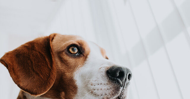 WCW Marks Trump EPA's Goal to Reduce Mammal Testing by 30% by 2025