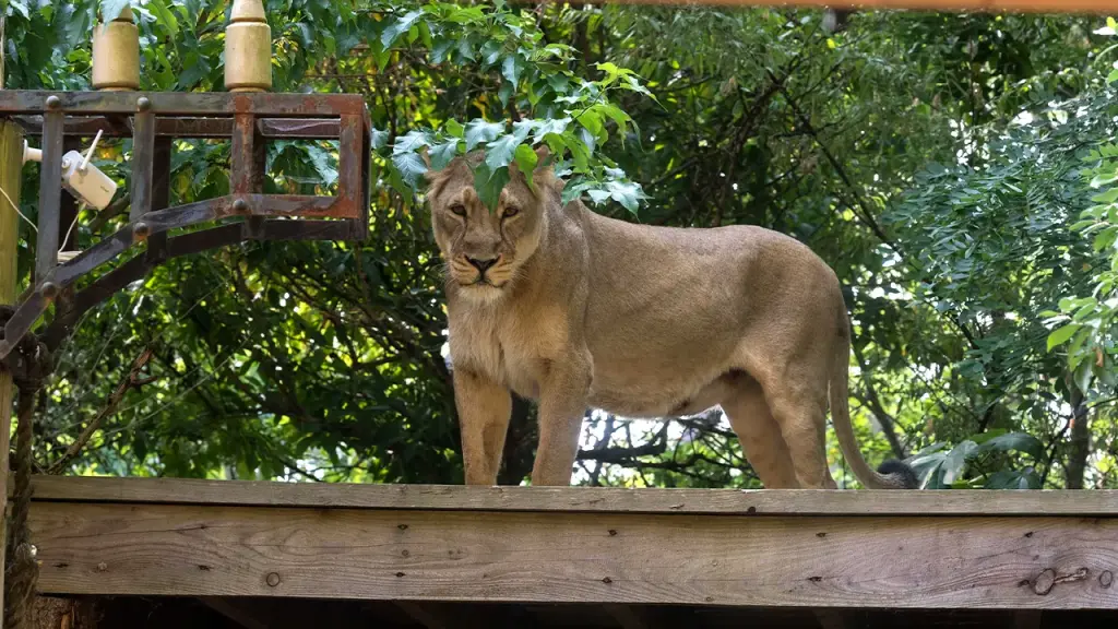 19-year-old killed by lions after entering a zoo enclosure in Brazil