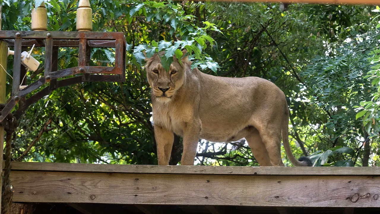 19-year-old killed by lions after entering a zoo enclosure in Brazil