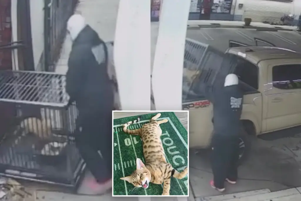 $2,000 Savannah cat taken from LA barbershop