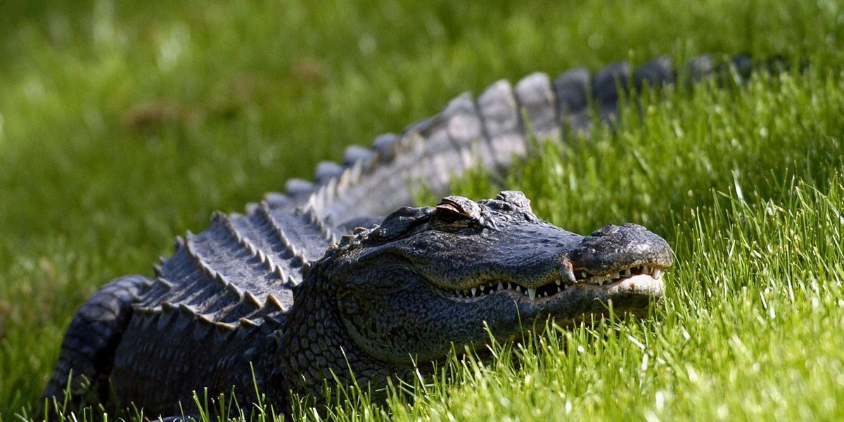 5 wild 'Florida man' crime stories of 2025 that are hard to believe — but true