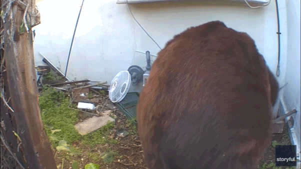 550-pound bear taking refuge under California house avoids being caught