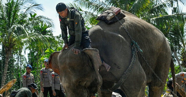 Almost 1,000 Dead and One Million Displaced Due to Flooding in Indonesia