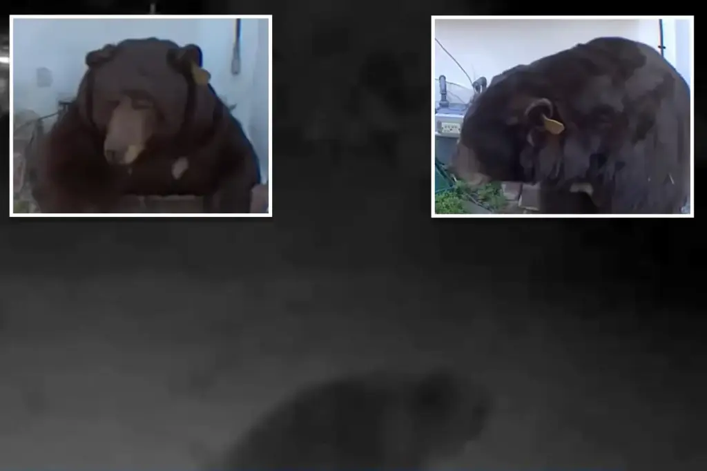 Another bear interrupts Altadena man's plan to save sweet rolls