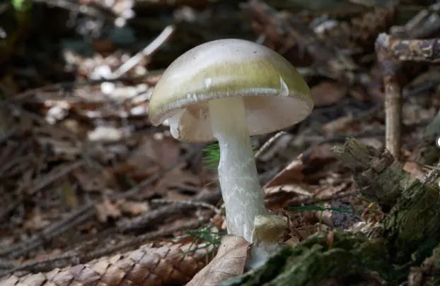 Authorities caution against picking wild mushrooms following a deadly poisoning incident.