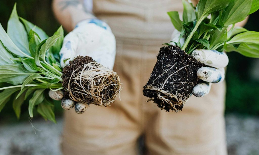 Basic kitchen waste boosts plant growth and strength.