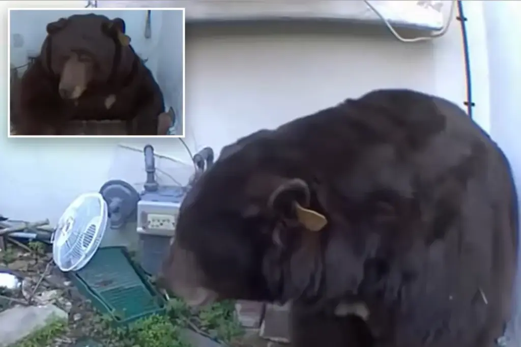 Bear filmed trying to fit into crawl space in California