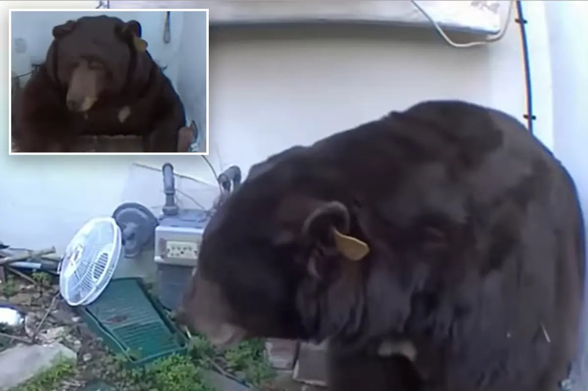 Bear filmed trying to fit into crawl space in California