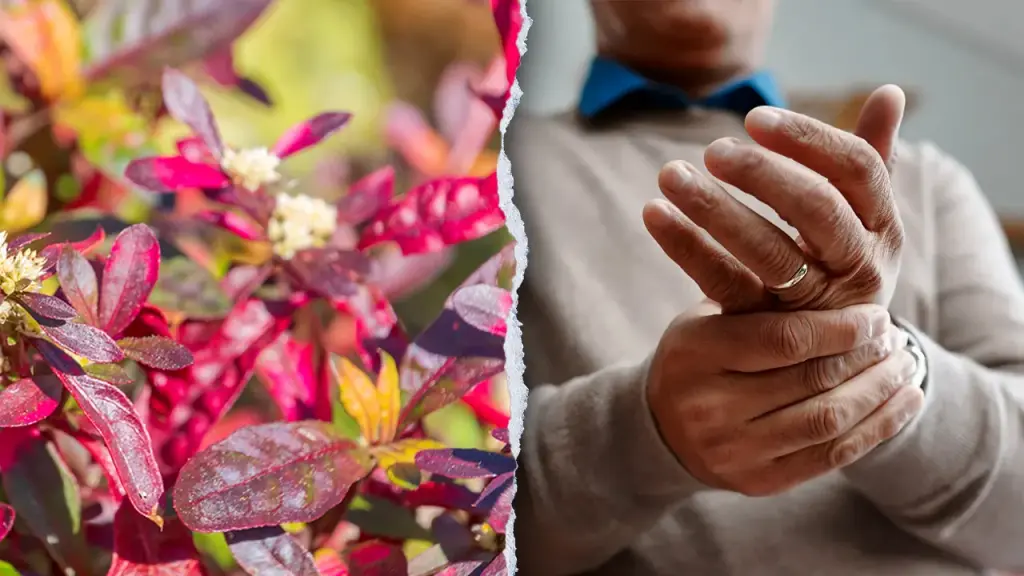 Brazilian plant demonstrates potential for treating arthritis in laboratory research