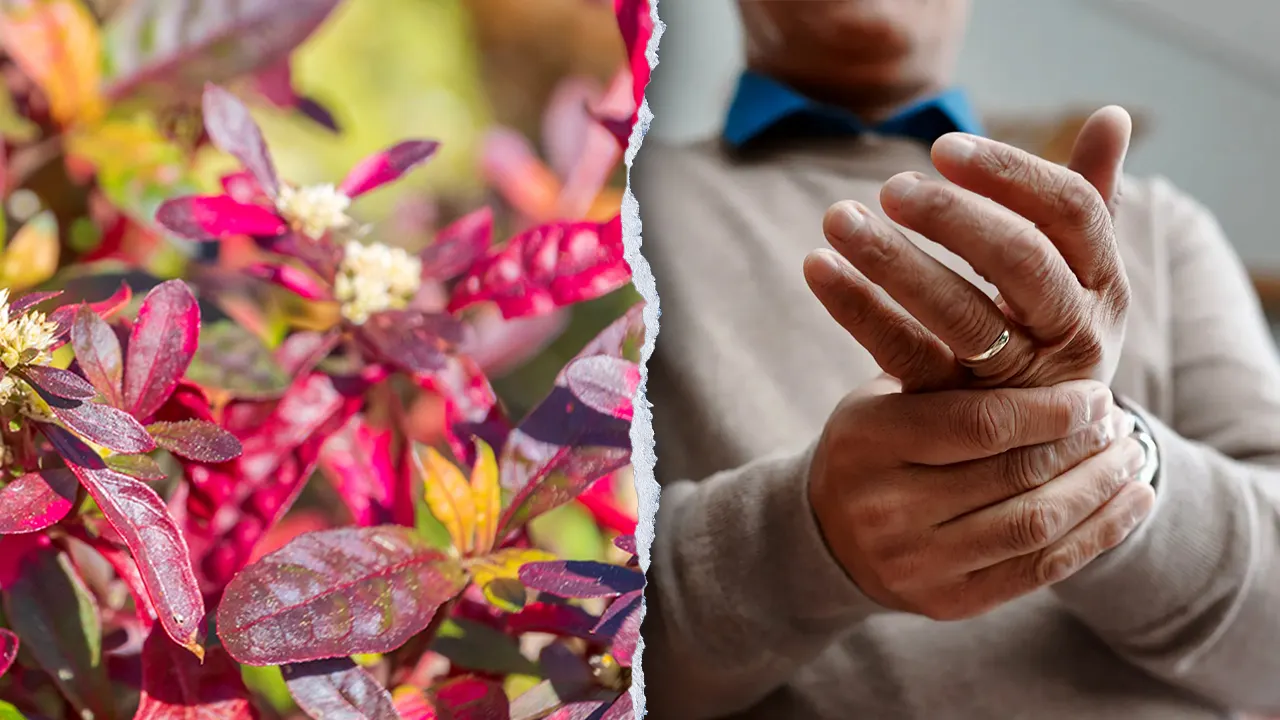 Brazilian plant demonstrates potential for treating arthritis in laboratory research