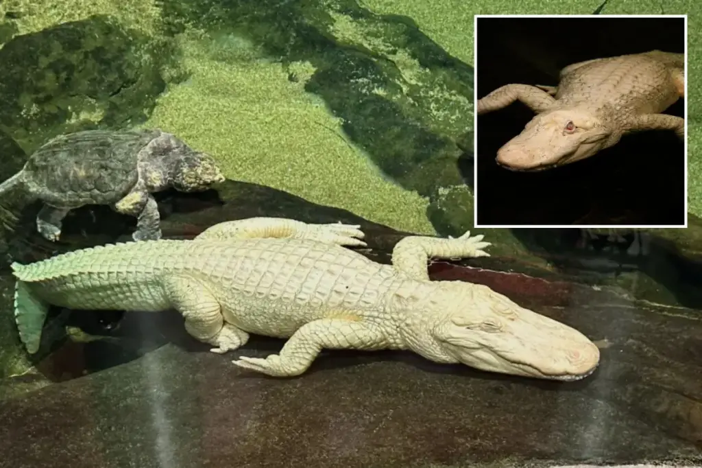 Claude, the albino alligator from San Francisco, has died at the age of 30.
