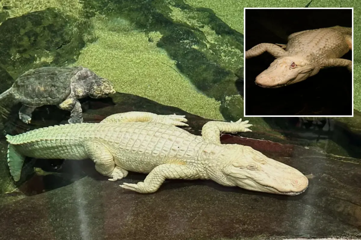 Claude, the albino alligator from San Francisco, has died at the age of 30.