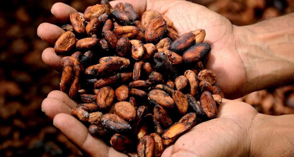 Cocoa Prices Rise Significantly Due to Expected Smaller Global Surplus