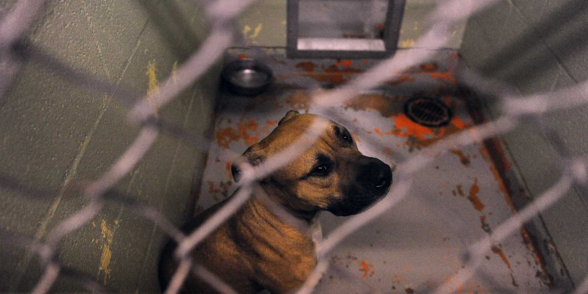 College student attacked and killed by three pit bulls she was caring for, authorities report