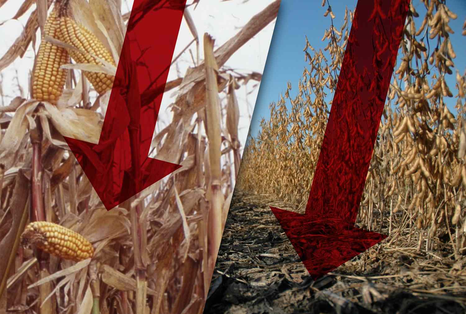 Commodities End Lower on December 12, 2025