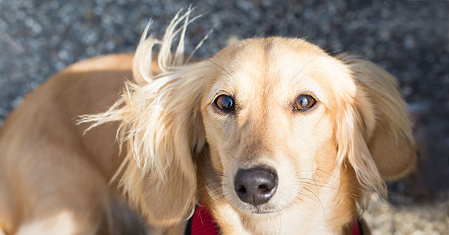 Community Joins Forces to Bring Back Stolen Dog and Vehicle to Their Owners