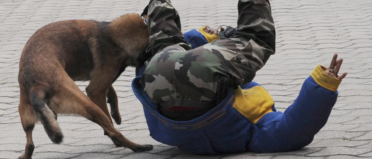 David Sedaris Gains Popularity for Highlighting the Challenge of Communicating with Liberals