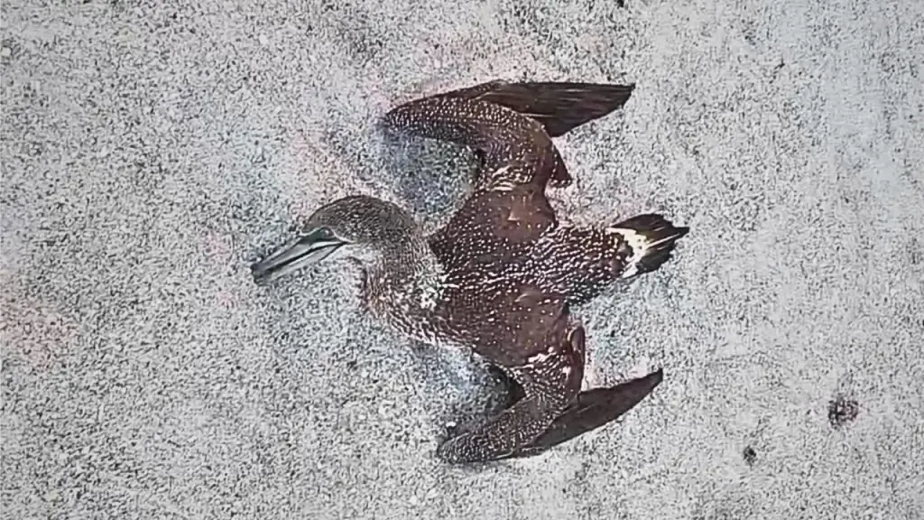 Dead birds discovered on Florida's Space Coast during potential bird flu outbreak